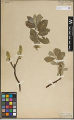 Foto von Salix lanata L.